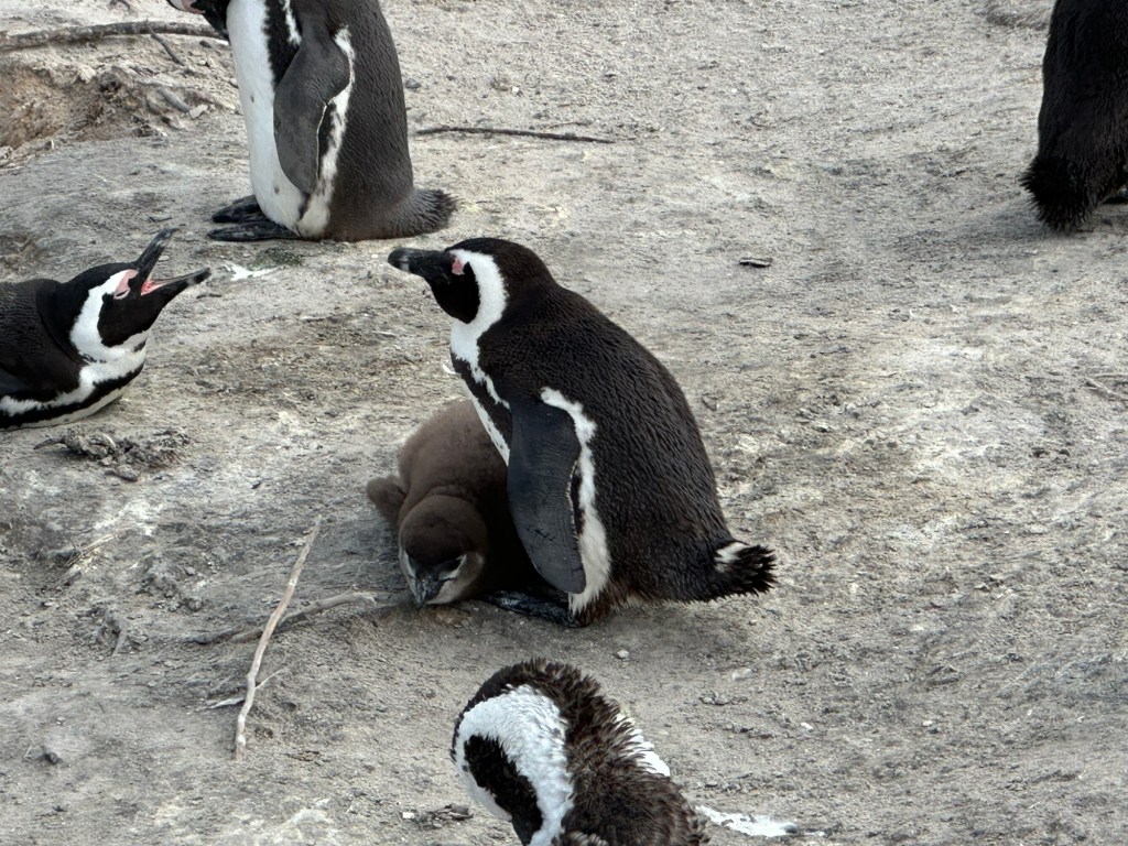 Cape of Good&nbsp;Hope